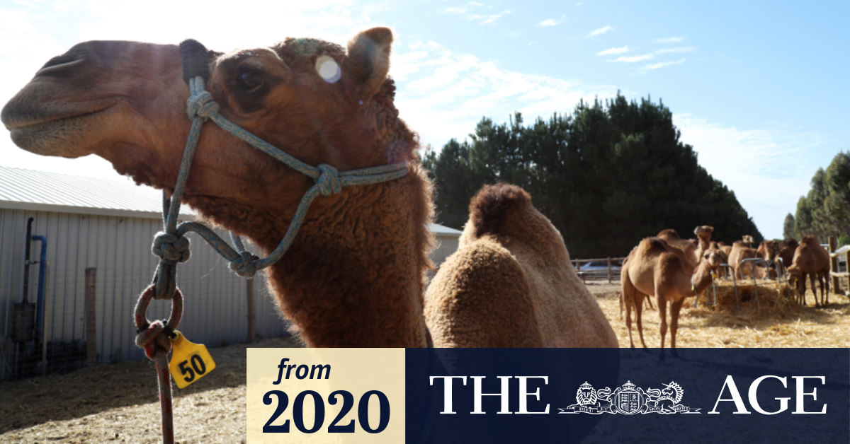 Australian camels come under artillery fire in Libya